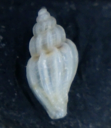 Mangelia Juv.